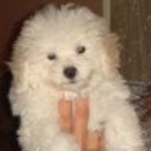 Meet your Posher, Liseteh1